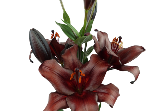 Lilium LA Escape