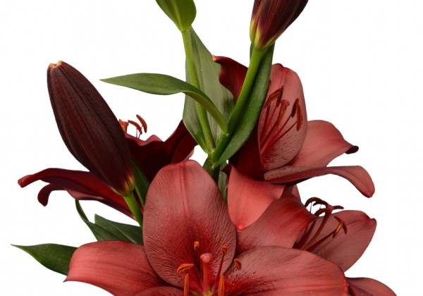 Lilium LA Malbec