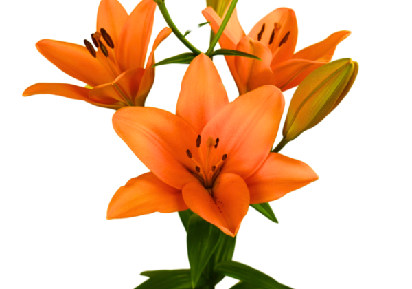 Lilium LA Marisol