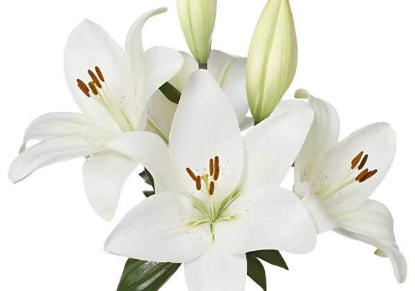 Lilium LA Mercato