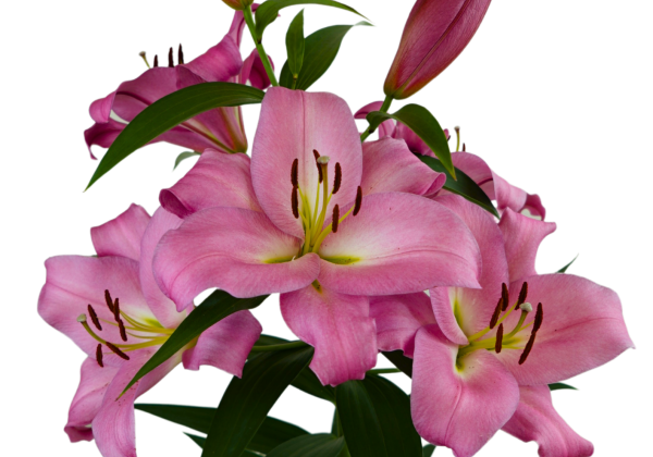Lilium OT Mundial
