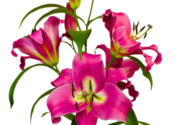Lilium OT Pinnacle