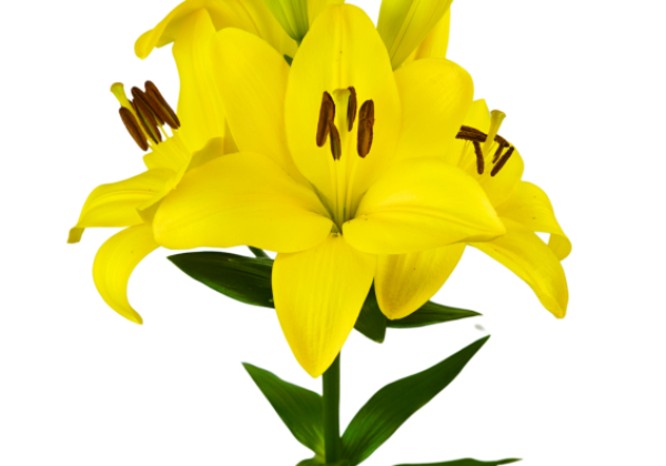 Lilium LA Pompidou