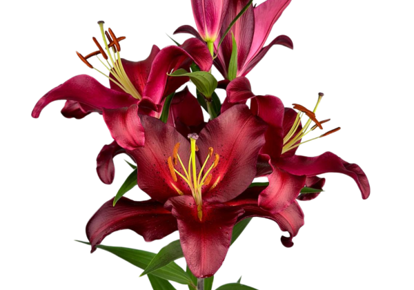 Lilium OR Red Sparrow