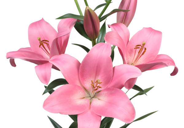 Lilium LA Scotland