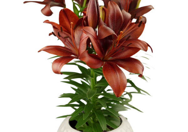 Lilium LA (podu) Summer Blush