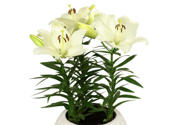 Lilium LA (podu) Summer Salt