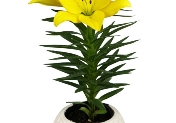 Lilium LA (podu) Summer Stella
