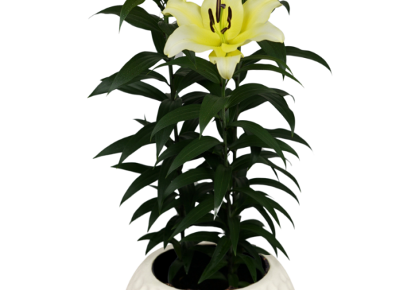 Lilium OT(podu) Sunny Bliss