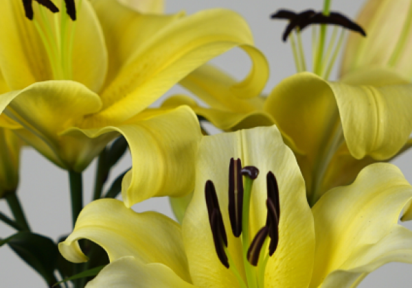Lilium OT(podu) Sunny Bliss