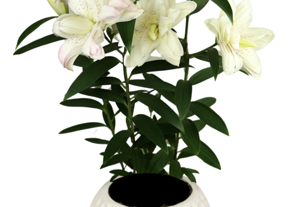 Lilium OR (podu) Sunny Double Bounty