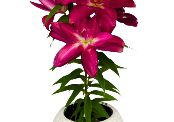 Lilium OR (podu) Sunny Double Gift