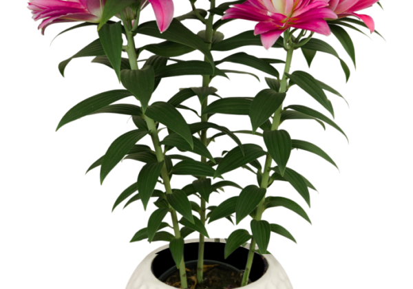 Lilium OR (podu) Sunny Double Reward