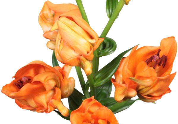 Lilium LA Tintoretto