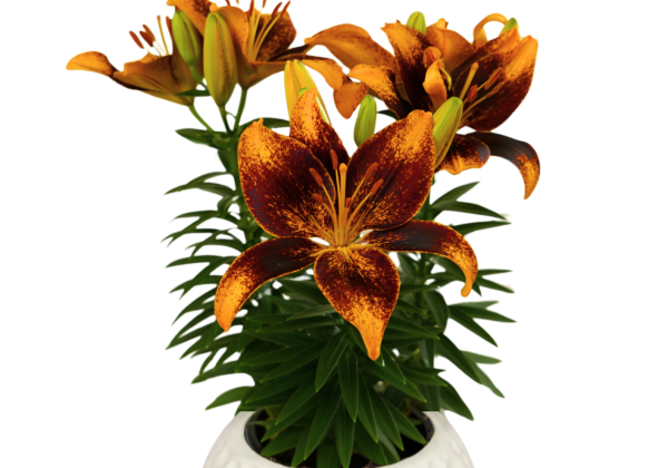Lilium AZ (podu) Tiny Cosmic