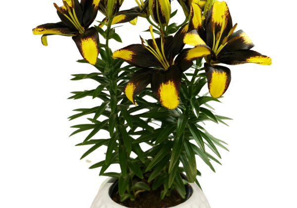 Lilium AZ (podu) Tiny Massive