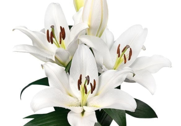 Lilium OT Tomorrow