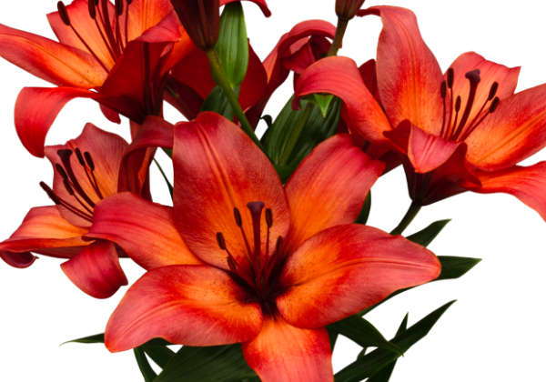 Lilium LA Tropea