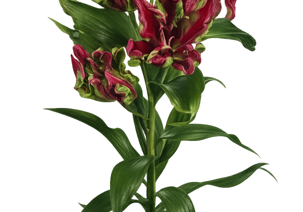 Lilium OT Tropical Dragon