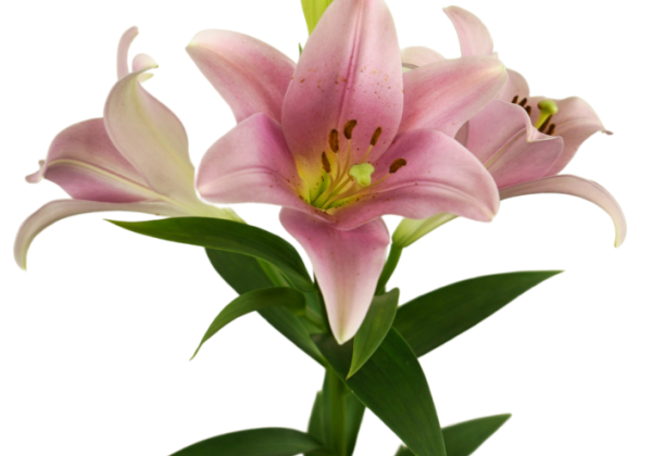 Lilium LF Varese