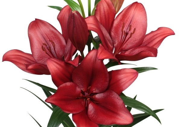 Lilium LA Vuelta