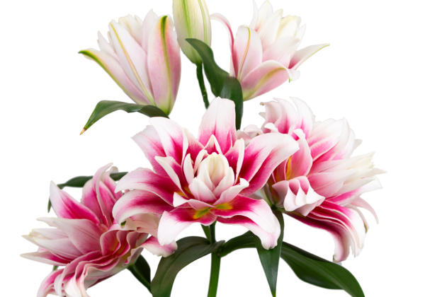 Lilium OR Roselily Arnoldo