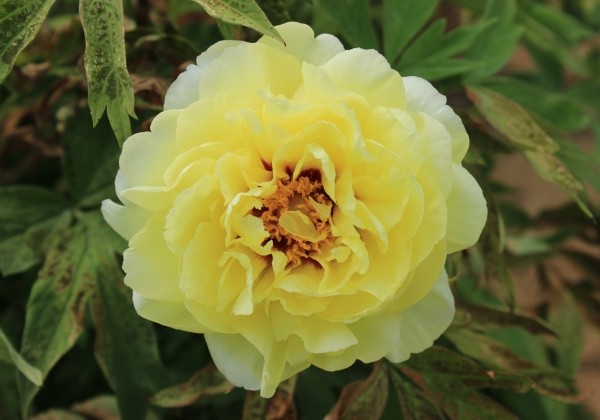 Paeonia lutea High Noon 3/5