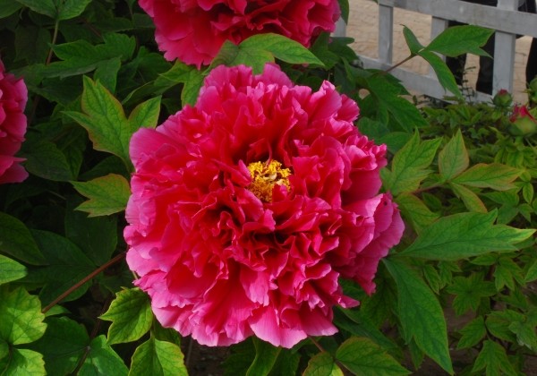 Paeonia suffruticosa Melody (Hua Wang)