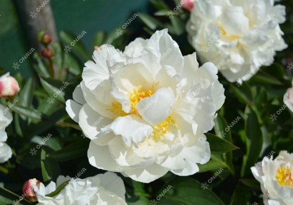 Paeonia lactiflora Allan Rogers 3/5