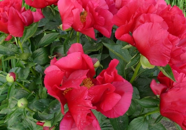 Paeonia hybride America 3/5