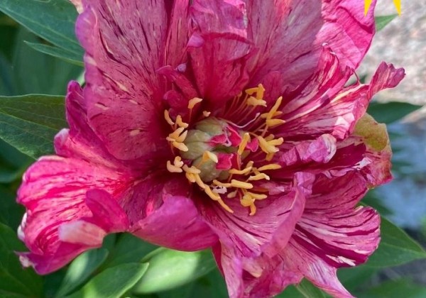 Paeonia intersectional Anderson's Kaleidoscope 3/5