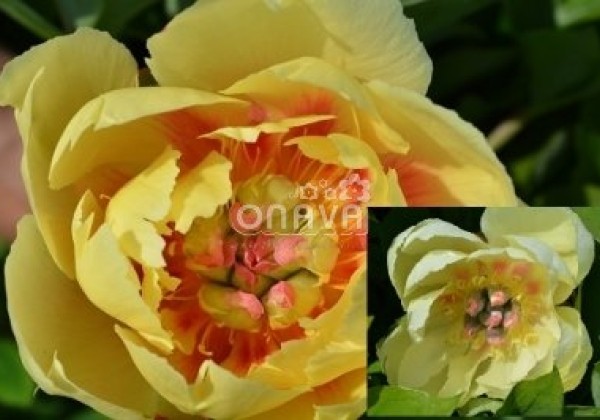 Paeonia intersectional Border Charm 3/5