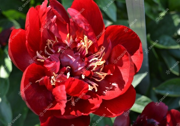 Paeonia hybride Buckeye Belle 2/3