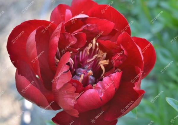 Paeonia hybride Buckeye Belle 2/3