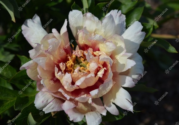 Paeonia intersectional Callies Memory 3/5