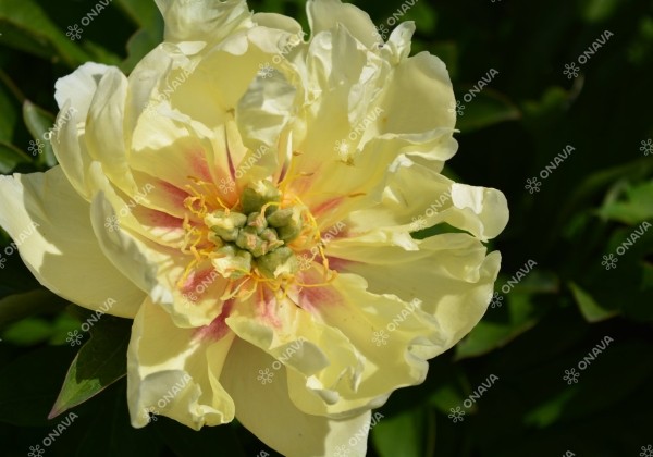 Paeonia intersectional Canary Brilliants 5/+