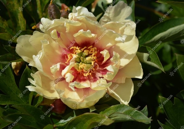 Paeonia intersectional Canary Brilliants 3/5