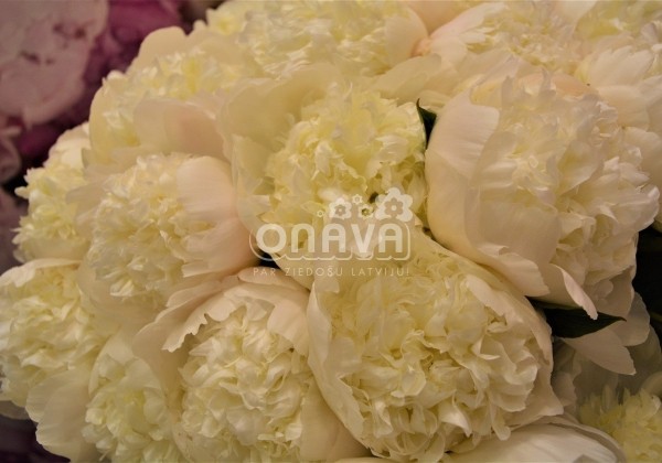 Paeonia lactiflora Charlie's White 3/5