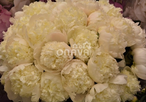 Paeonia lactiflora Charlie's White 3/5