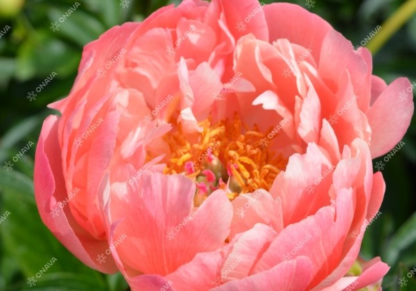 Paeonia hybride Coral Charm 2/3