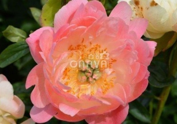 Paeonia hybride Coral Sunset 2/3