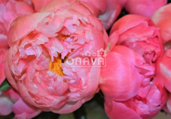 Paeonia hybride Coral Sunset 2/3