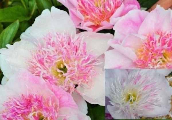 Paeonia lactiflora Do Tell 3/5