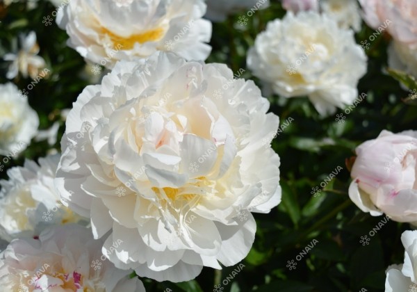 Paeonia lactiflora Dynasty 3/5
