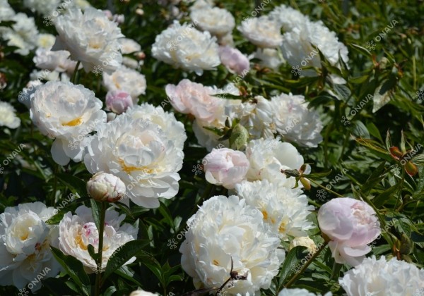 Paeonia lactiflora Dynasty 3/5