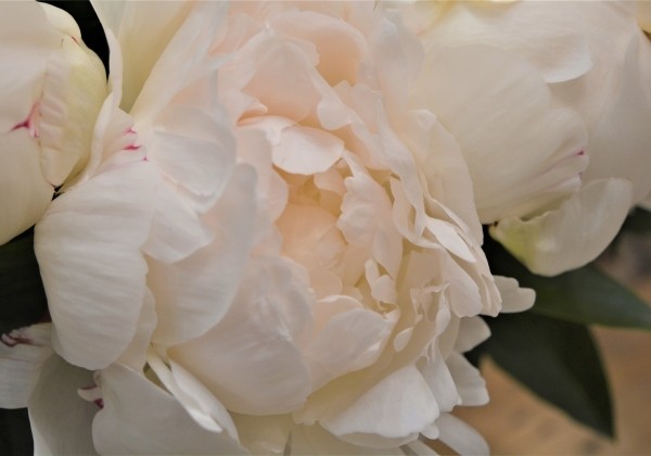 Paeonia lactiflora Elsa Sass 2/3