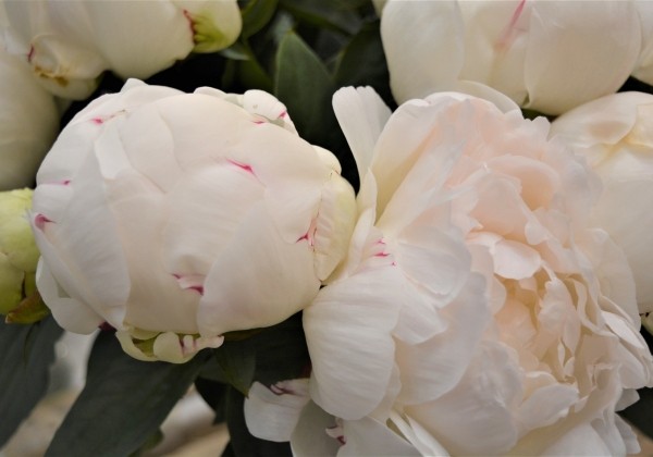 Paeonia lactiflora Elsa Sass 2/3