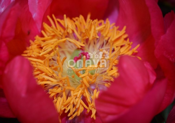 Paeonia hybride Flame 2/3