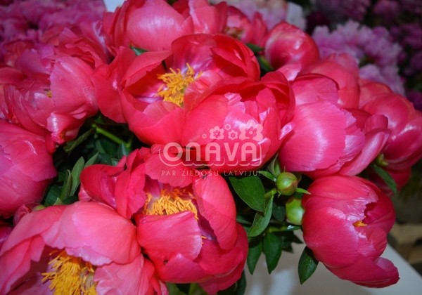 Paeonia hybride Flame 2/3