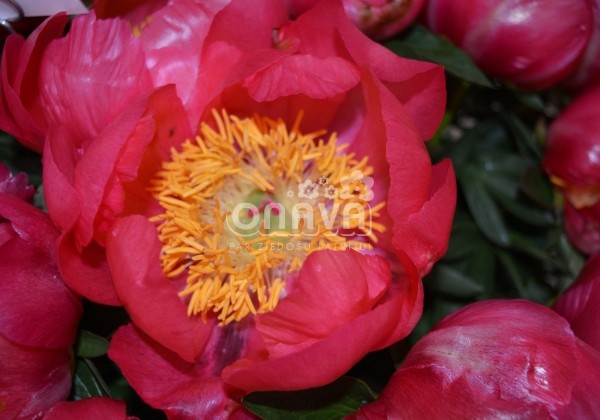 Paeonia hybride Flame 2/3